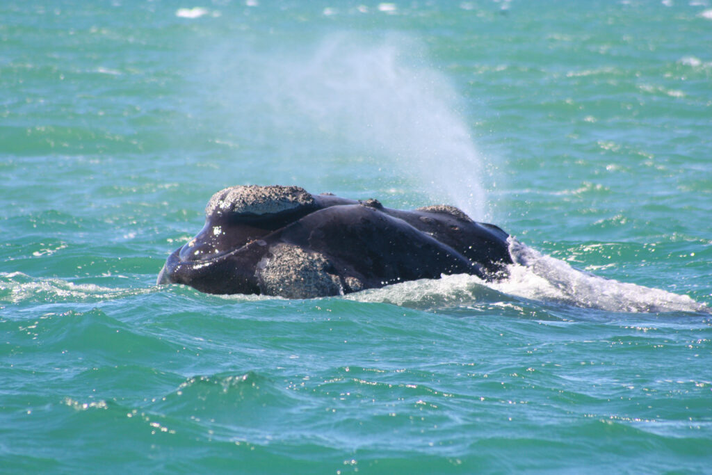 Whale Watching In Lüderitz