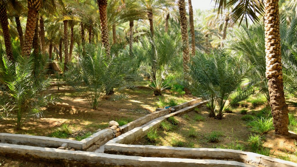 Al Ain Oasis