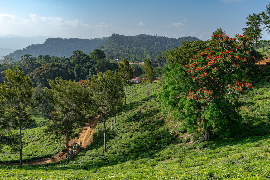 Amani Nature Reserve