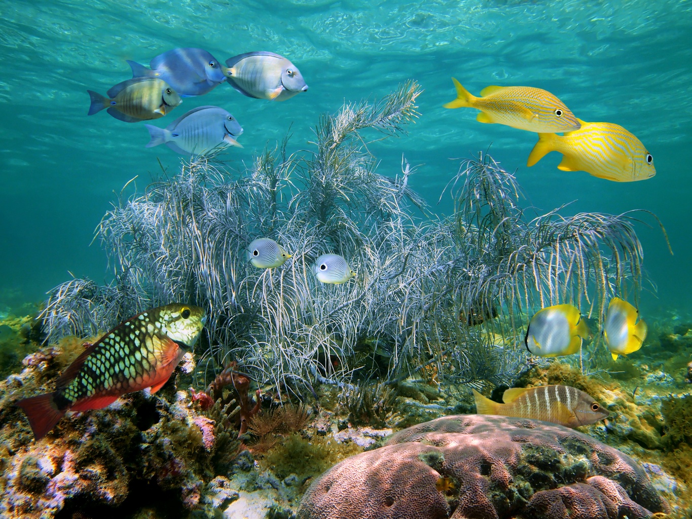 Andros Barrier Reef - Awe-inspiring Places