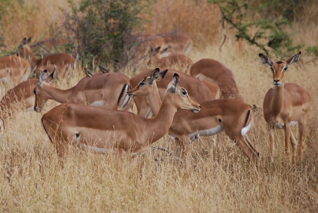 Aouk National Park