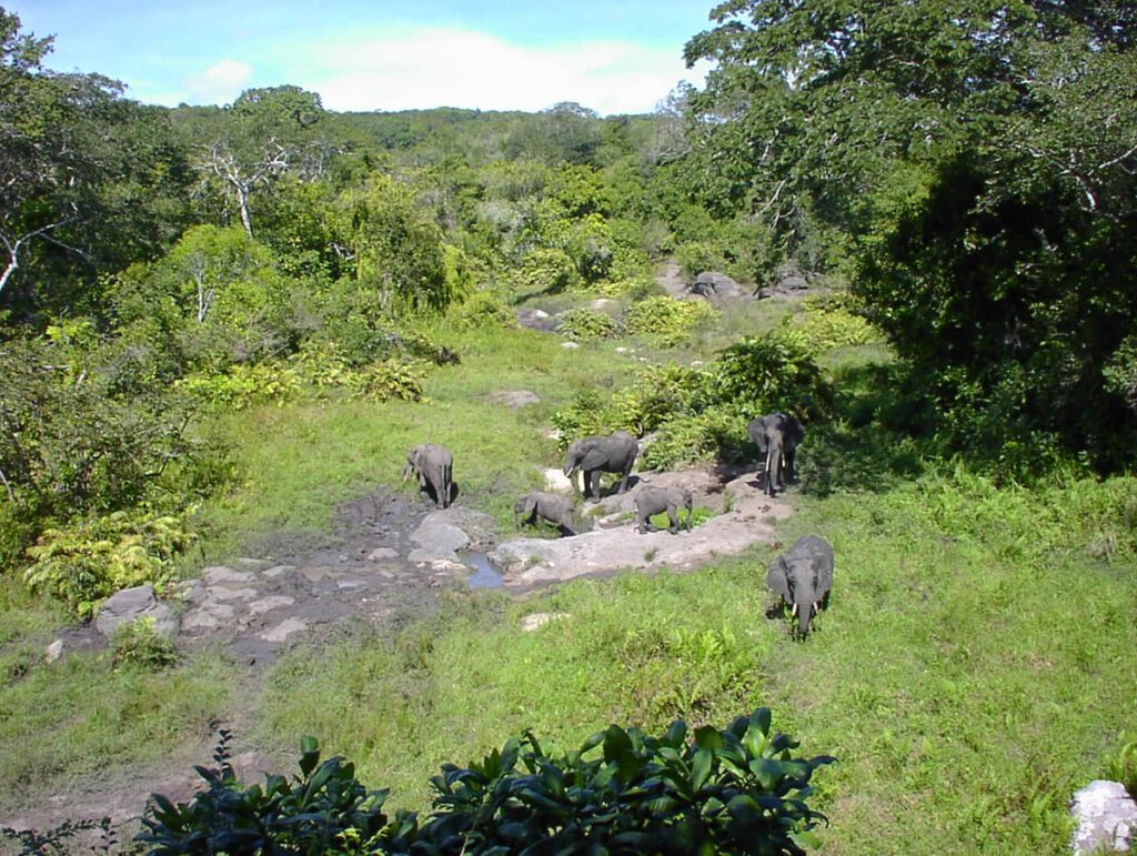 Arabuko Sokoke Forest Reserve