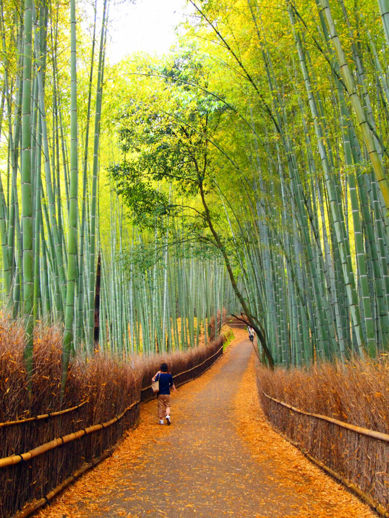 Arashiyama Bamboo Grove