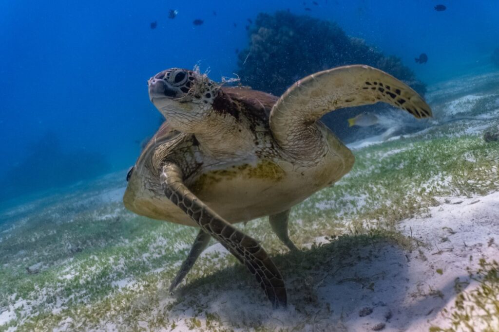 Auala Green Turtle Conservation