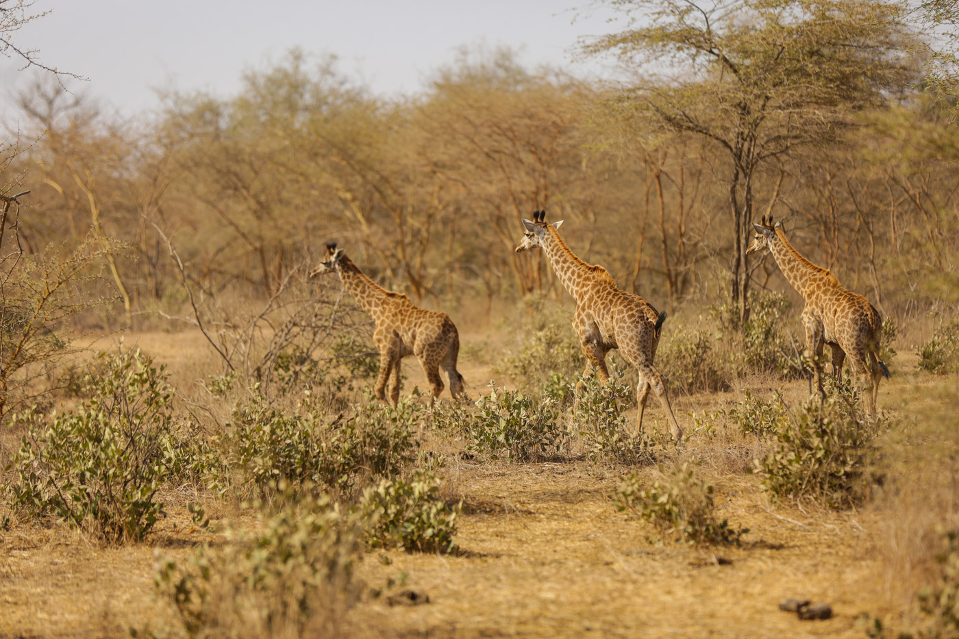 Bandia Nature Reserve - Awe-inspiring Places