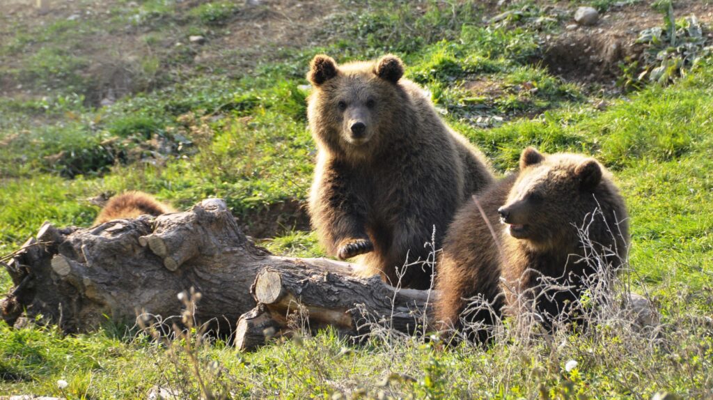 Bear Sanctuary Pristina