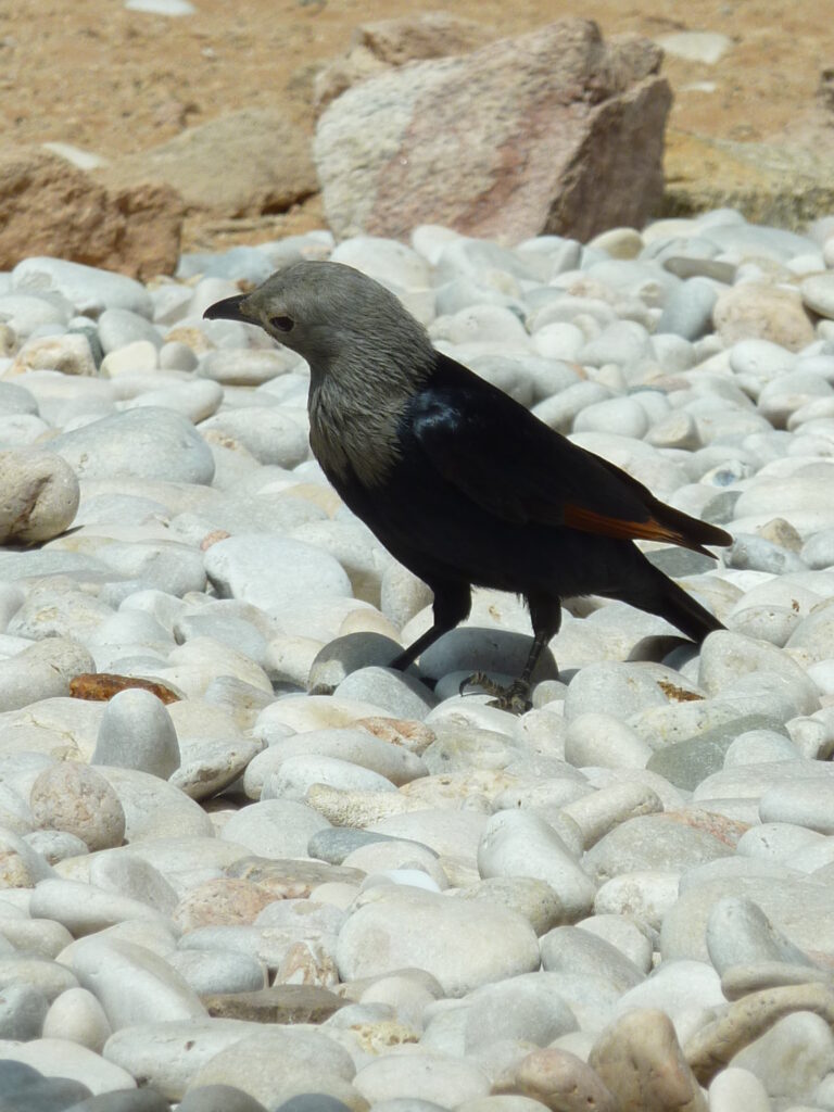 Bird Watching in Socotra