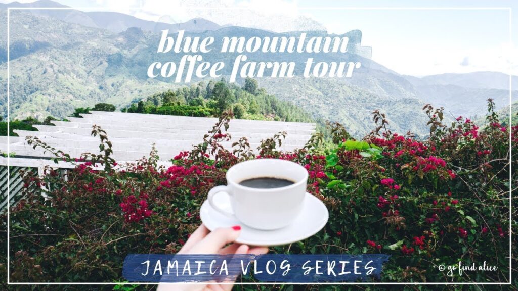 Blue Mountain Coffee Plantation Tour