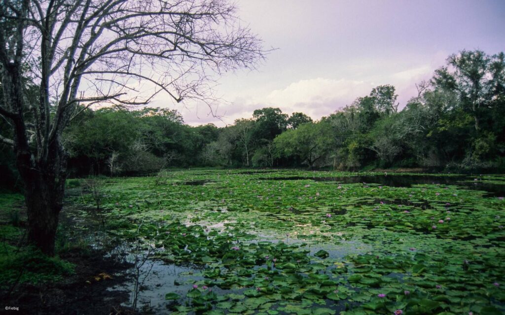 Boni National Reserve