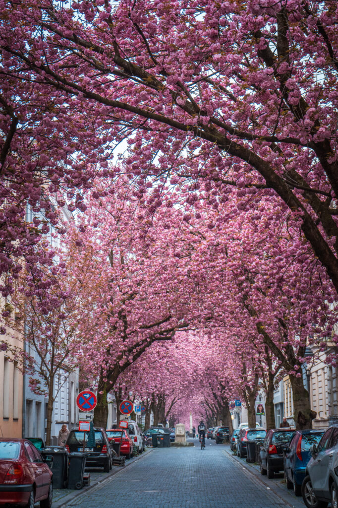 Bonn Cherry Blossoms