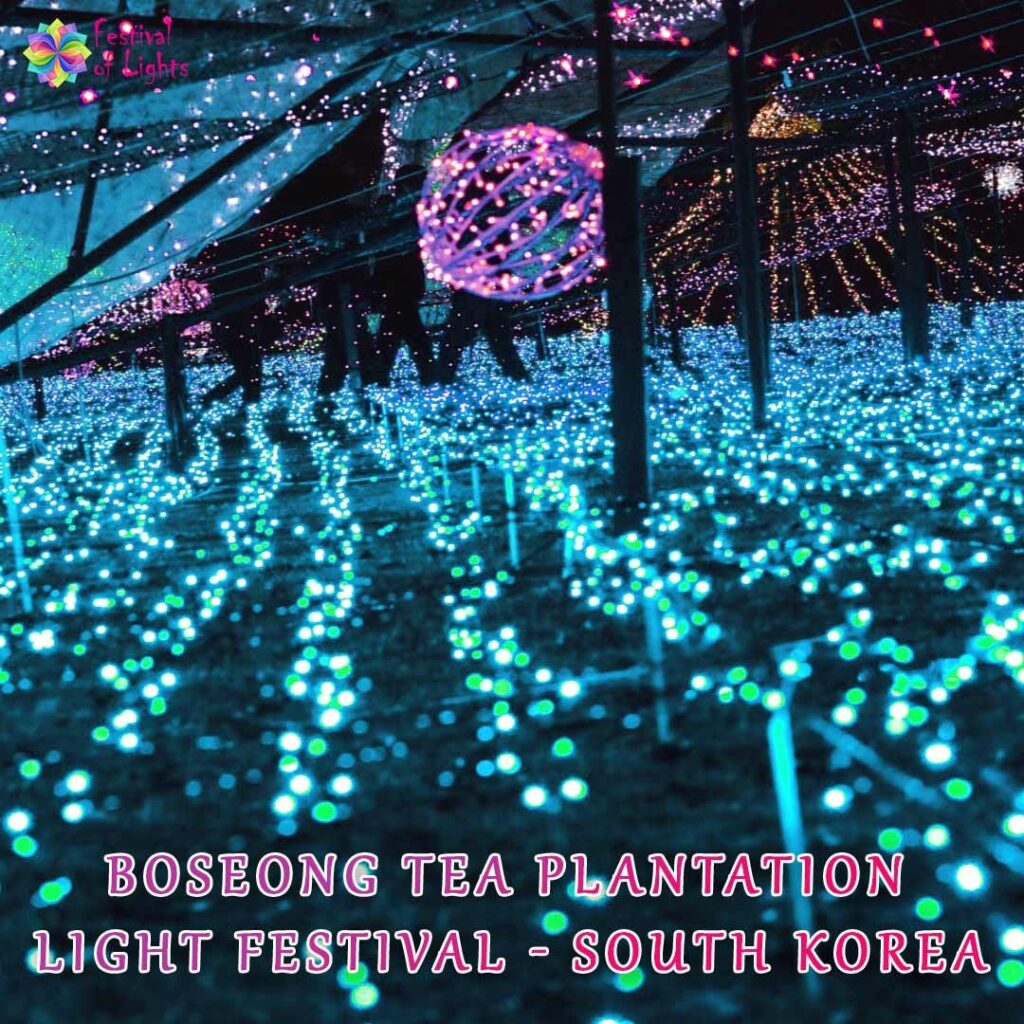 Boseong Tea Plantation Light Festival