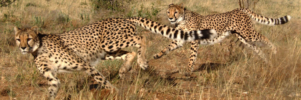 Cheetah Conservation Fund