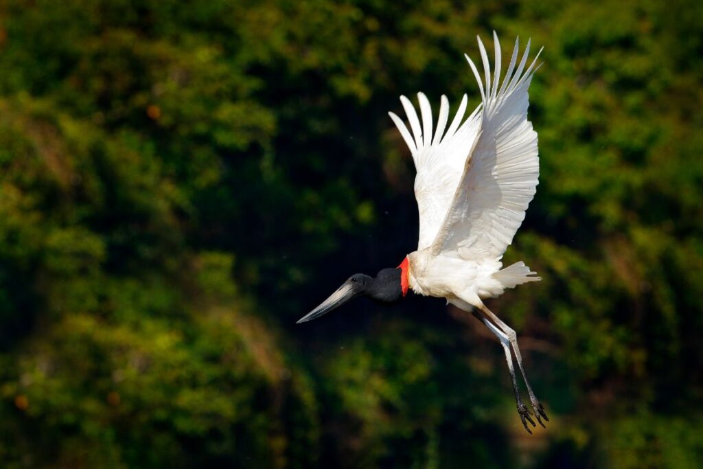 Crooked Tree Wildlife Sanctuary