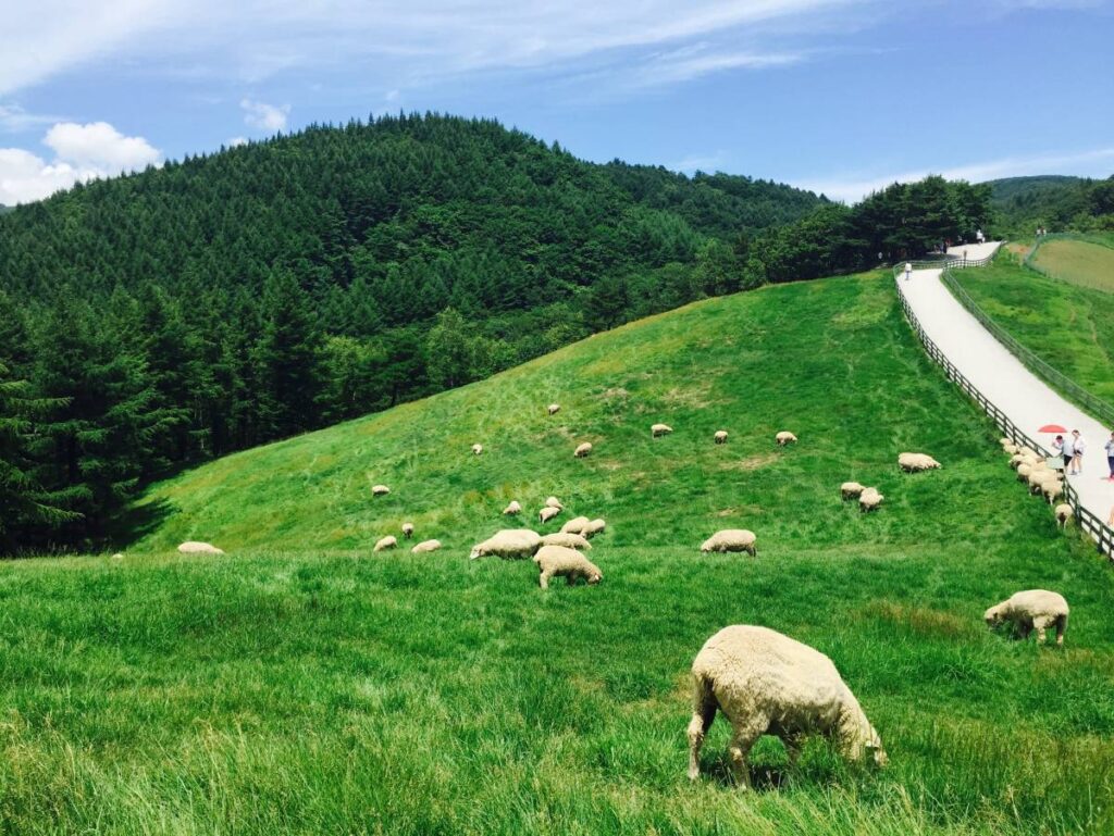 Daegwallyeong Sheep Farm