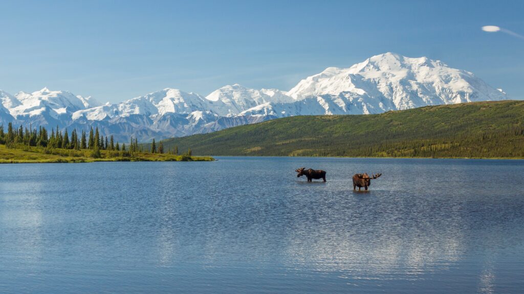 Denali National Park