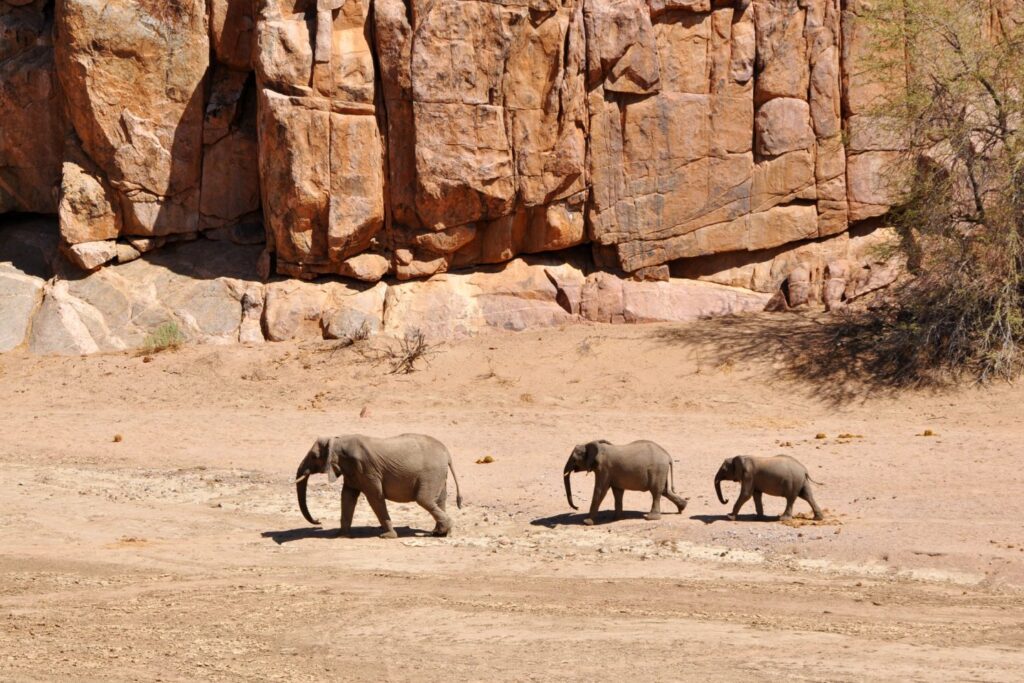 Desert Elephants in Damaraland