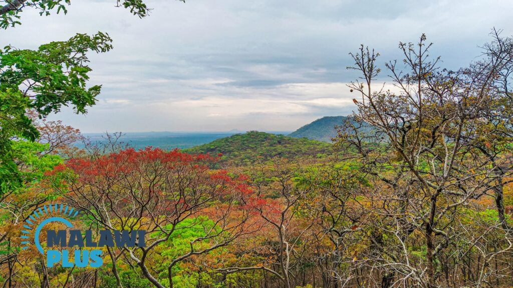 Dzalanyama Forest Reserve