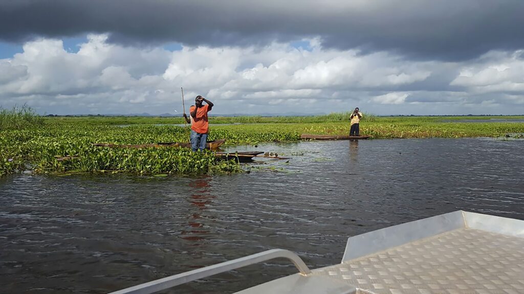 Elephant Marsh