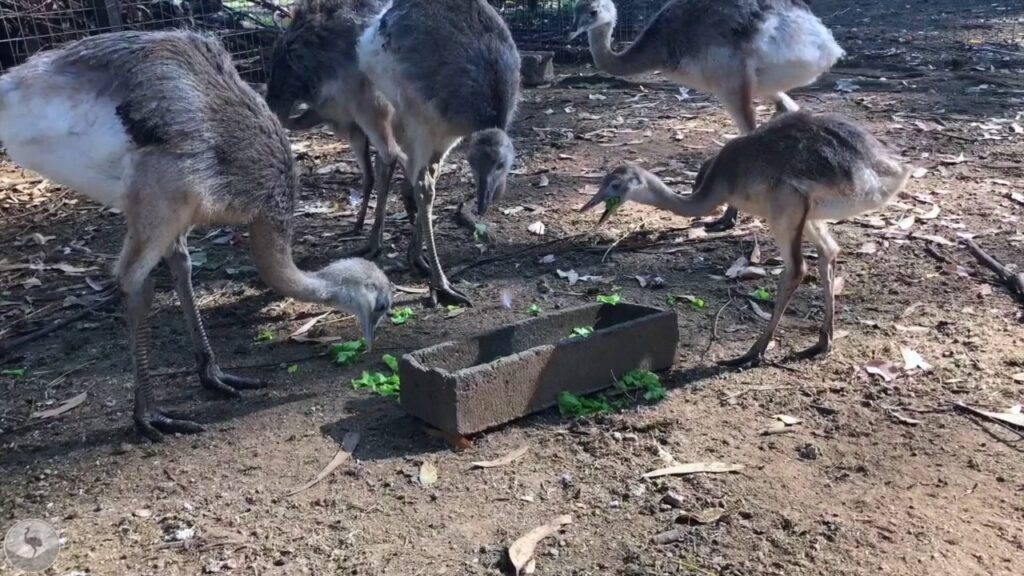 Estancia El Charabón