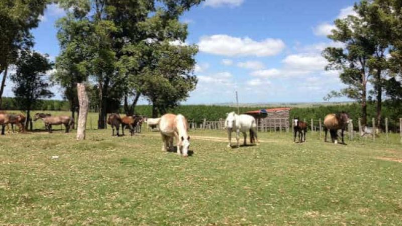 Estancia Pinos de la Quebrada