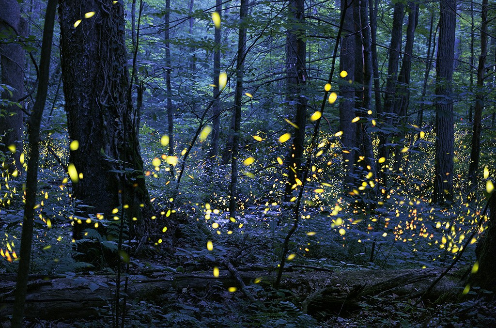 Firefly Parks