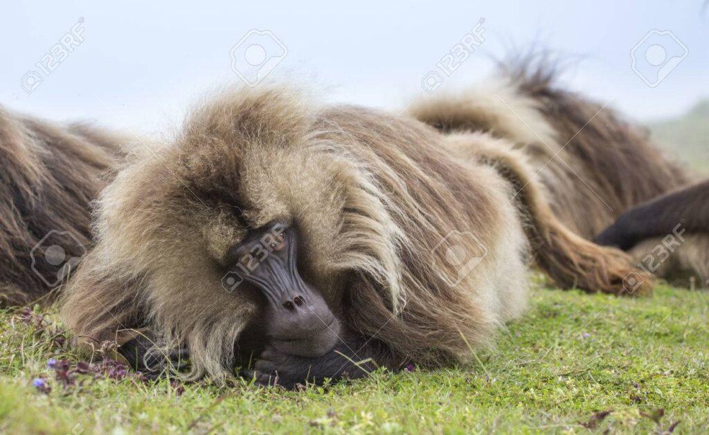 Gelada Baboons at Simien Mountains