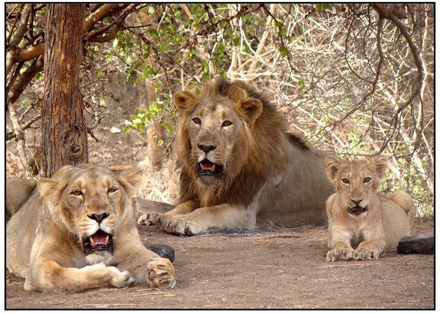 Gir Forest National Park