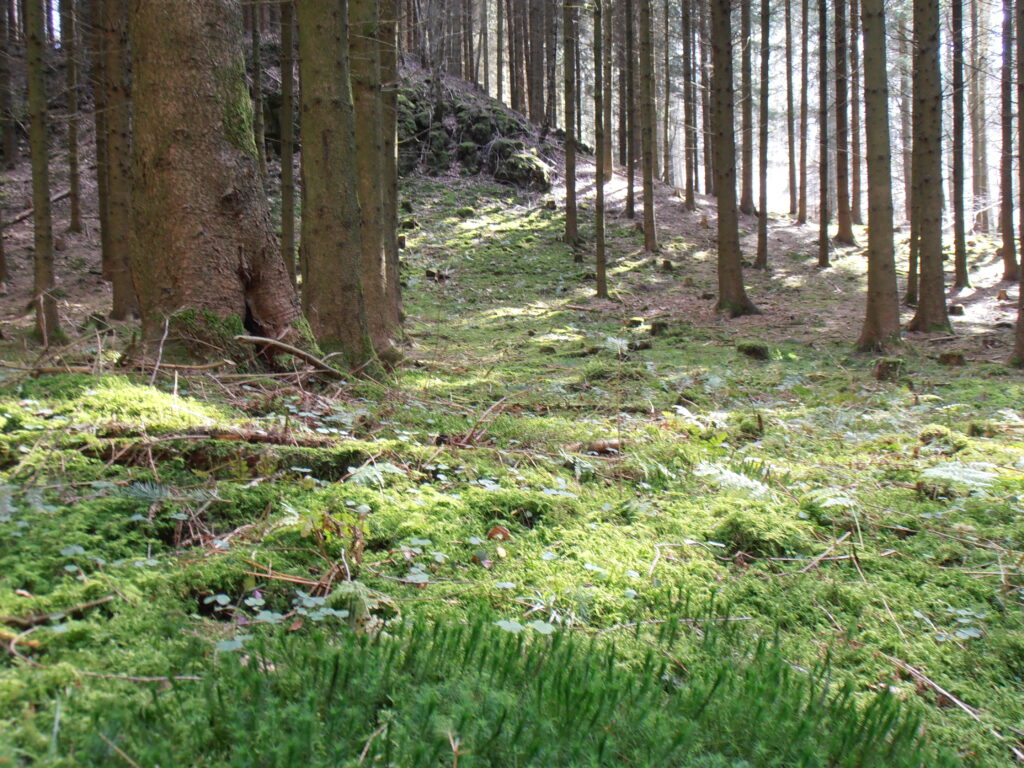 Grengewald Forest
