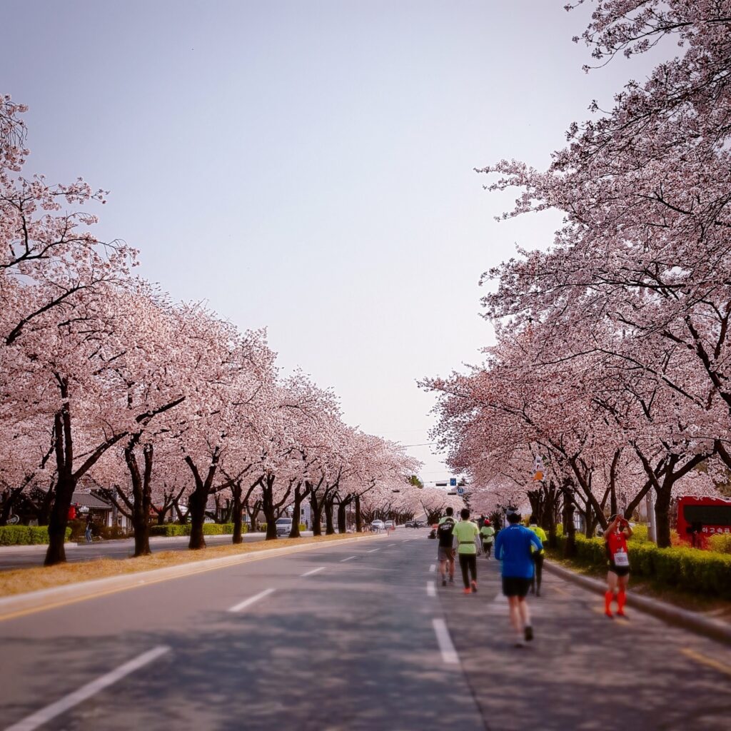 Gyeongju Cherry Blossom Marathon