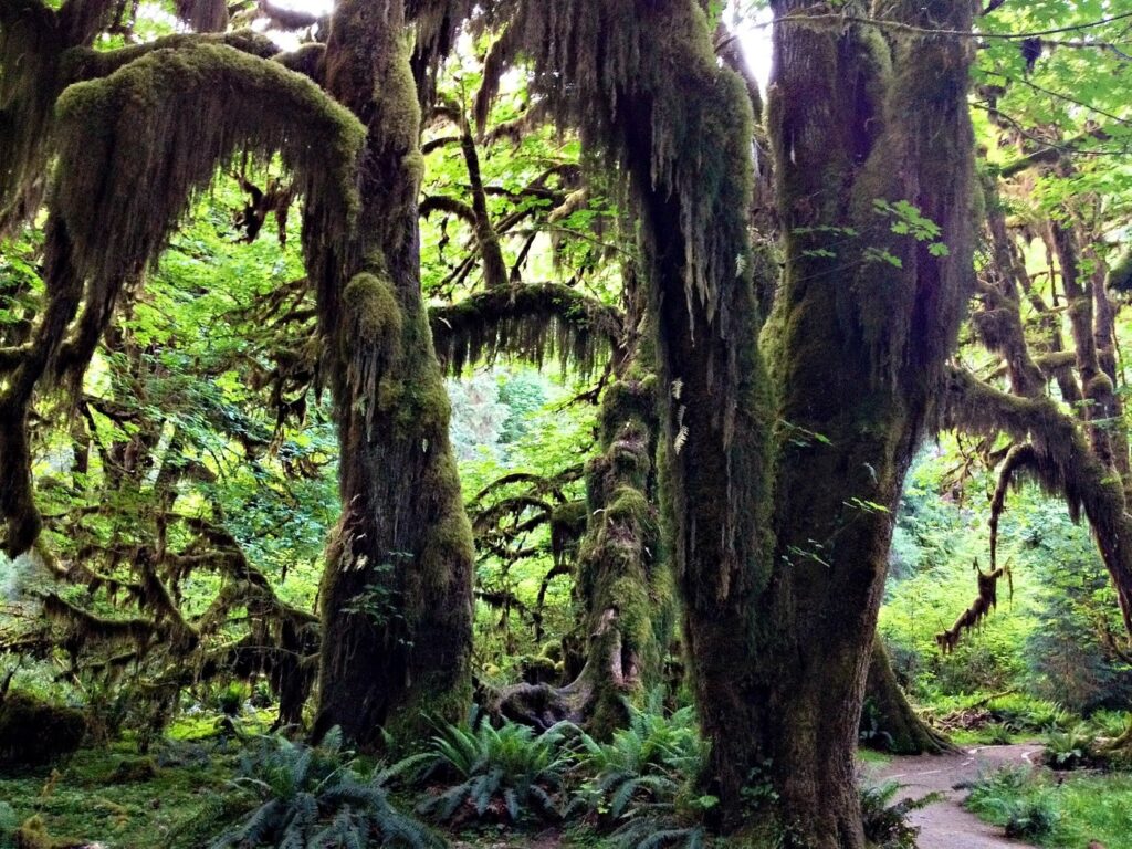 Hall of Mosses