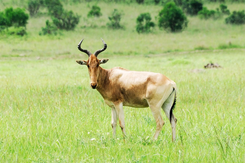 Isangano National Park