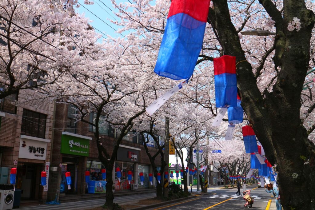 Jeju Cherry Blossom Festival