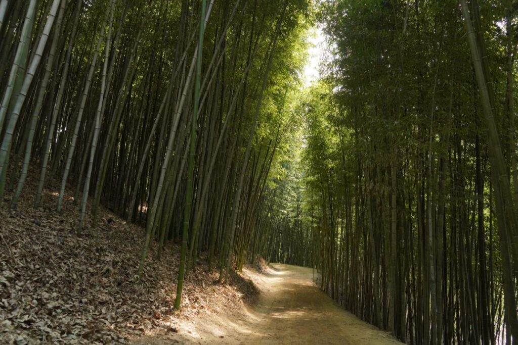 Juknokwon Bamboo Garden