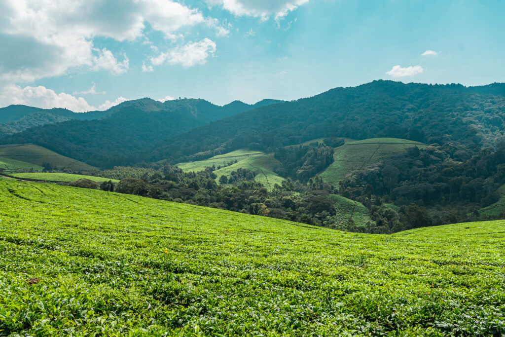 Kibira Tea Plantation