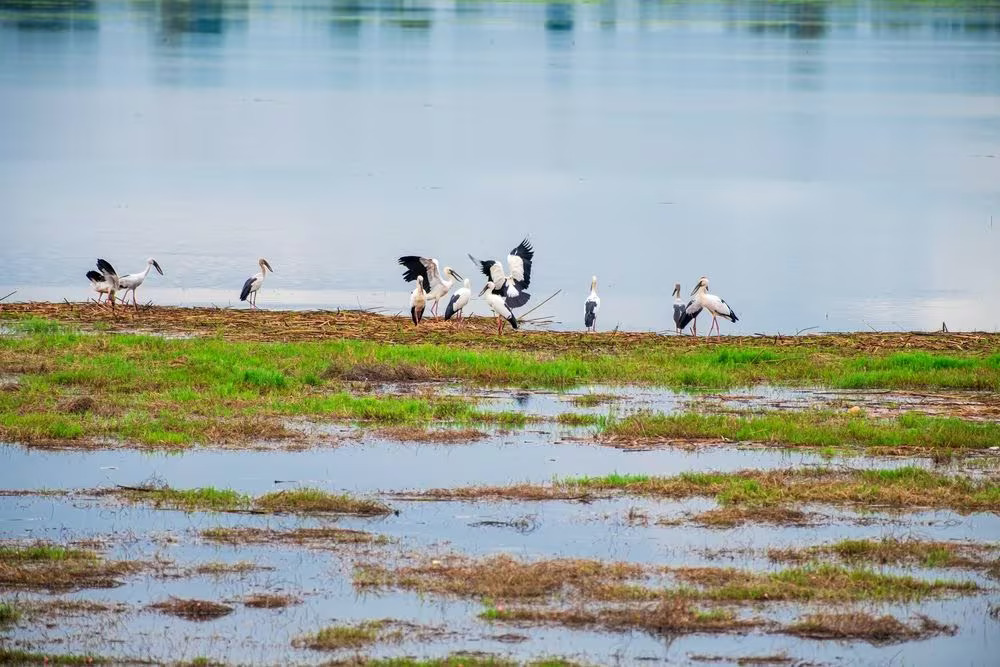 Kitti Bird Sanctuary