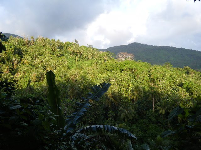 Kitti Rainforest