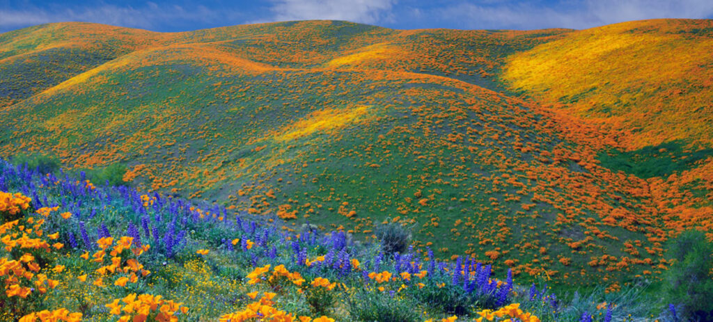 Kitulo Plateau