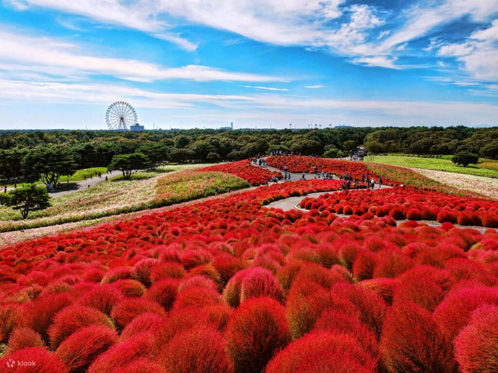 Kochia Hill