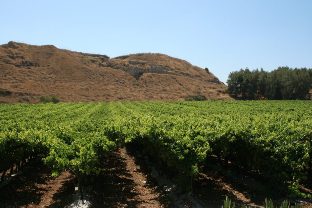 Lachish Vineyards