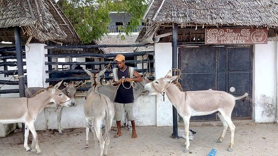 Lamu Donkey Sanctuary