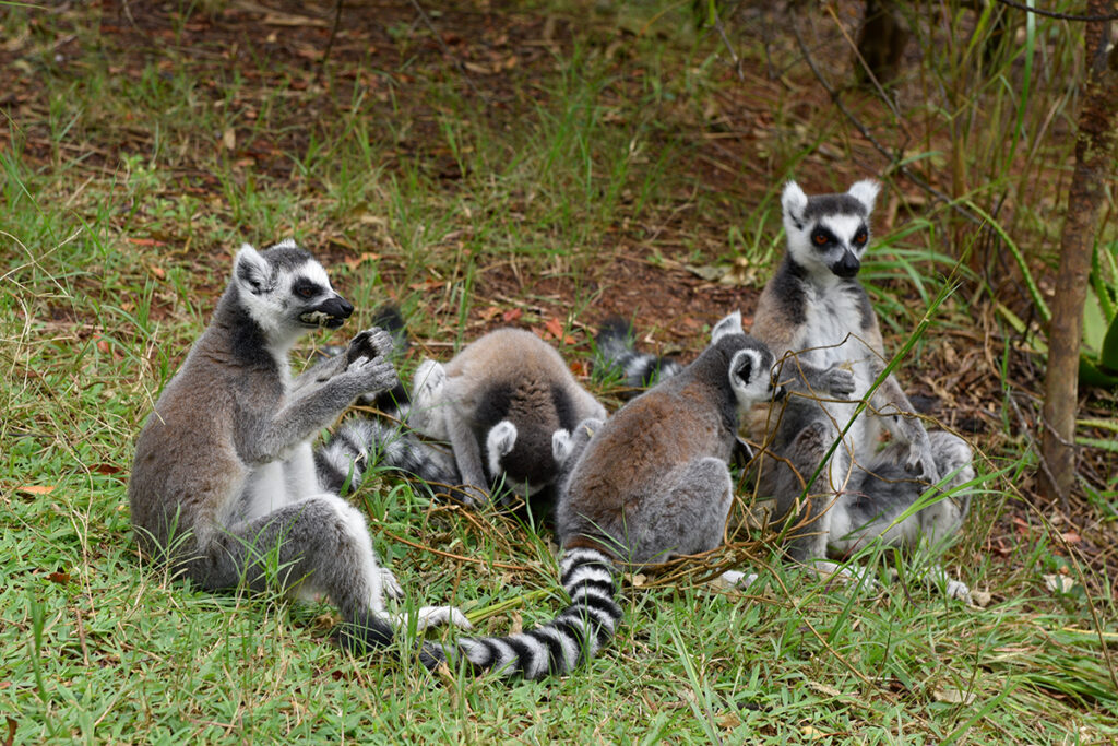 Lemurs' Park