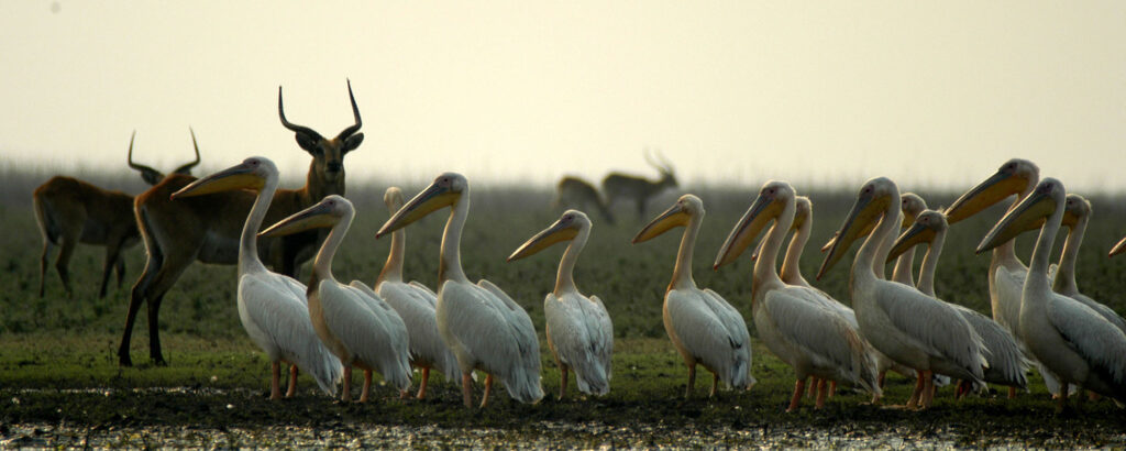 Lochinvar National Park