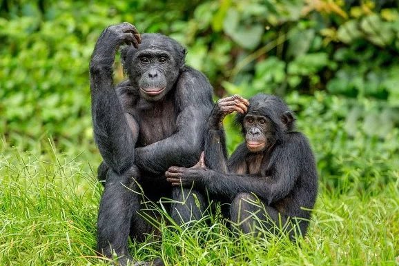 Lola Chimpanzee Reserve