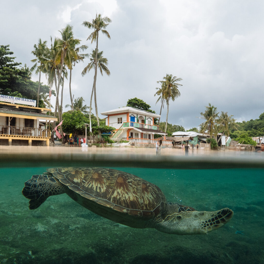 Manase Turtle Sanctuary