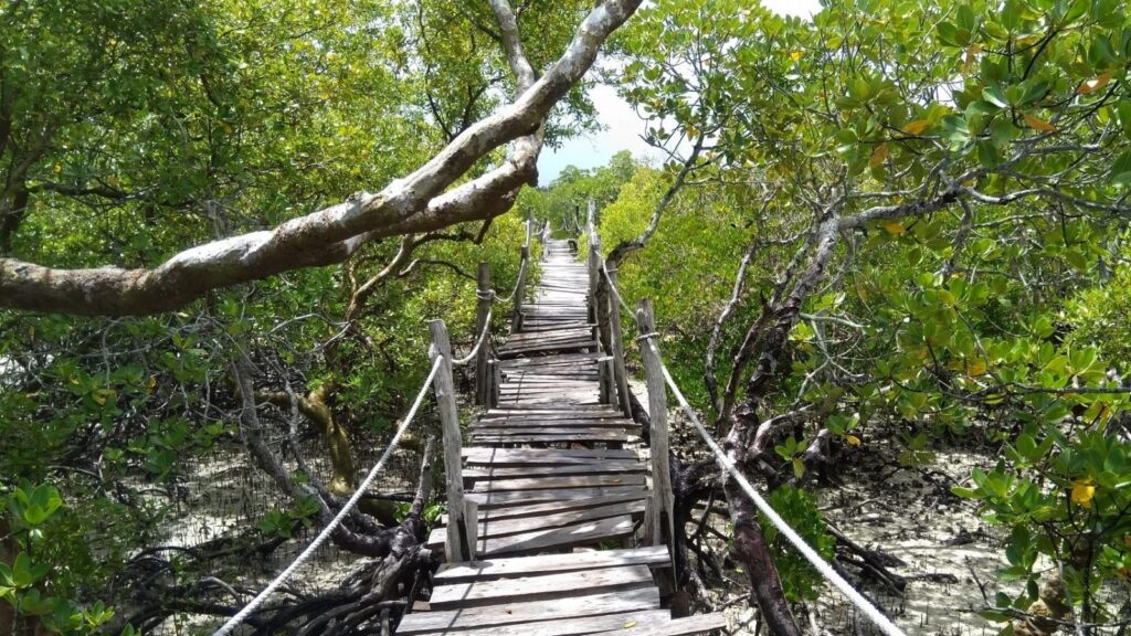 Mida Creek Boardwalk