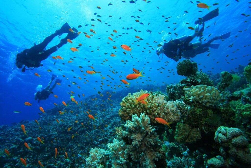 Mombasa Marine Park