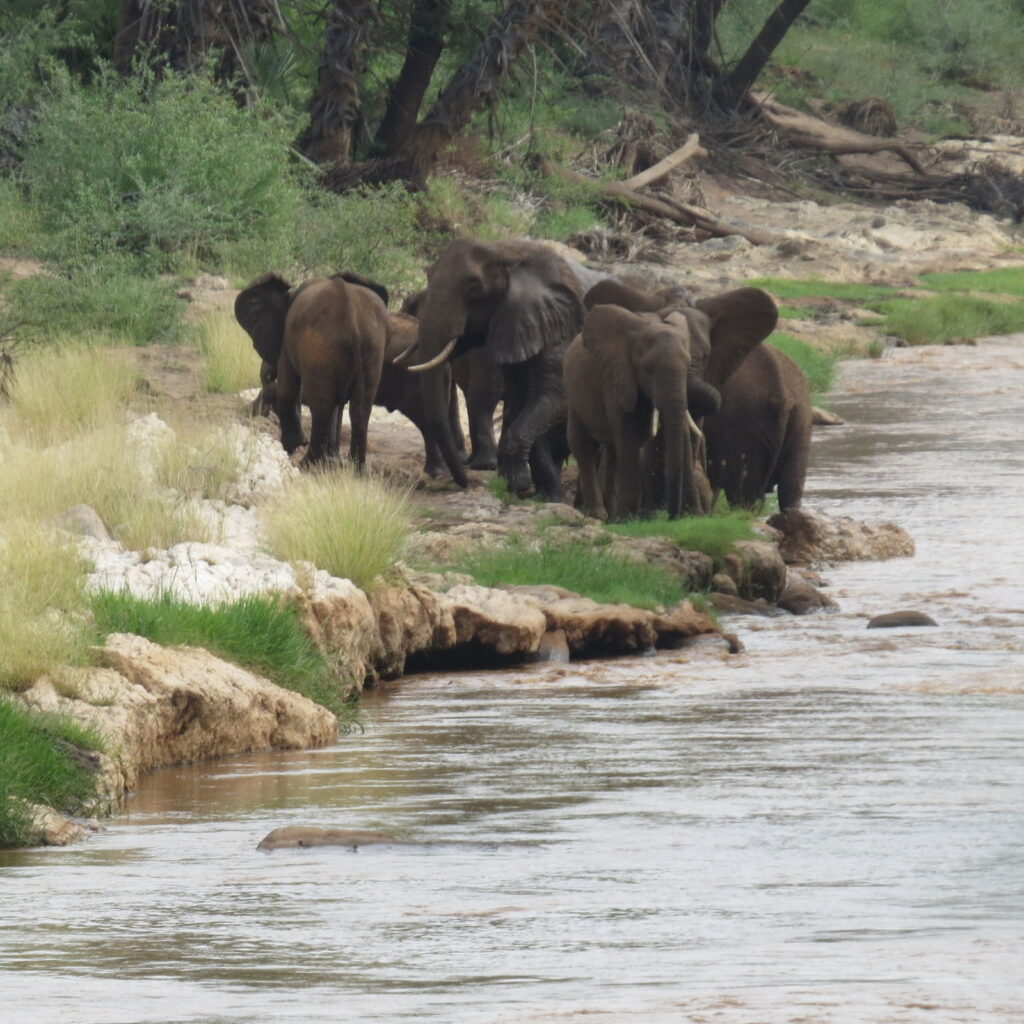 Mwaluganje Elephant Sanctuary