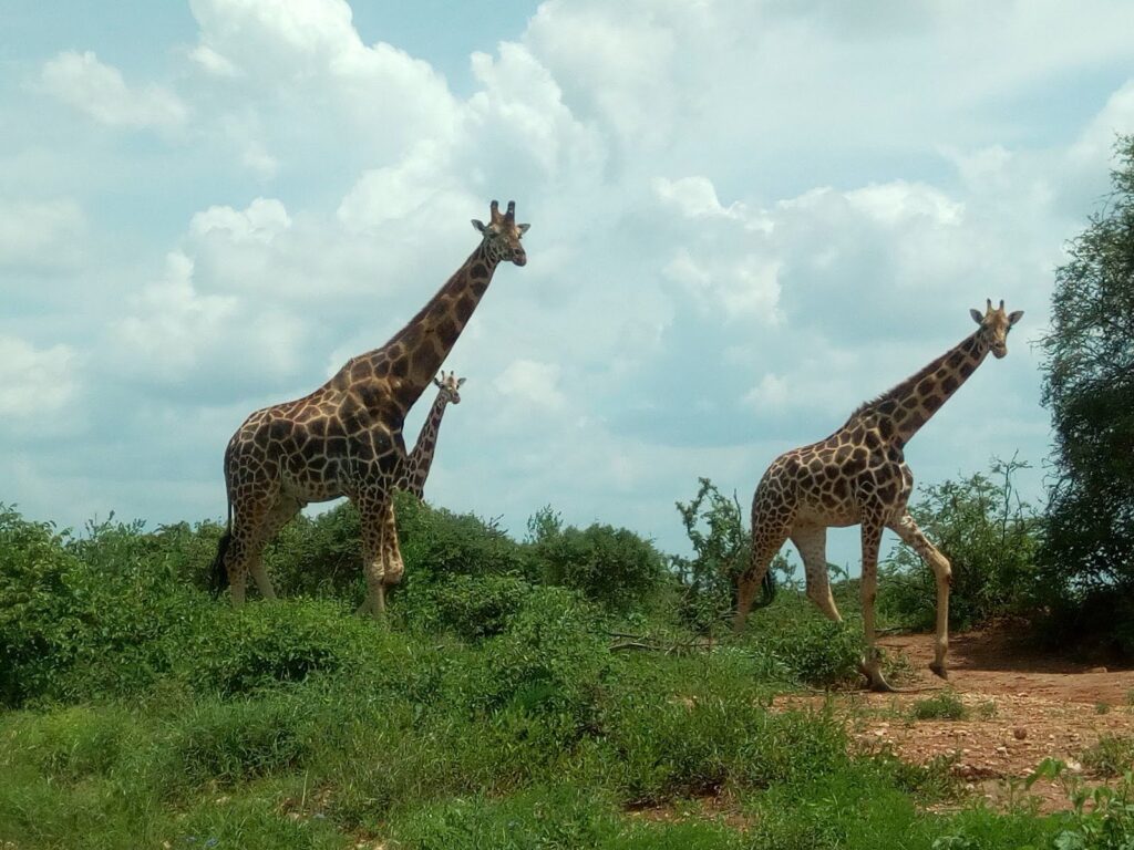 Mwea National Reserve