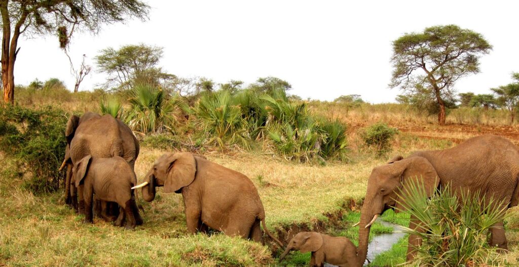 Naboisho Conservancy