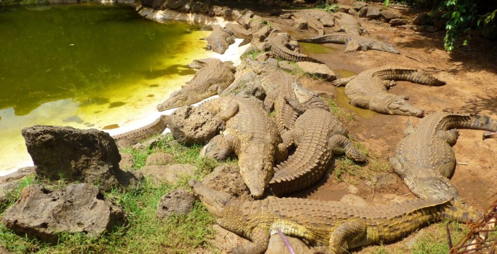 Nairobi Mamba Village